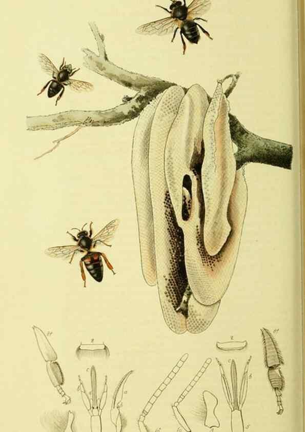 Reproducción/Reproduction 35565245653: British entomology :. London,Printed for the author,1823-1840 [i.e. 1840].