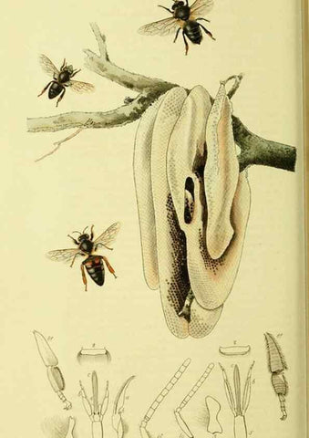 Reproducción/Reproduction 35565245653: British entomology :. London,Printed for the author,1823-1840 [i.e. 1840].