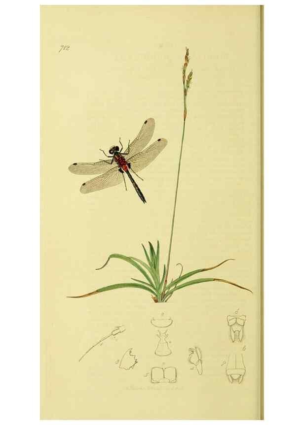 Reproducción/Reproduction 35565247693: British entomology :. London,Printed for the author,1823-1840 [i.e. 1840].