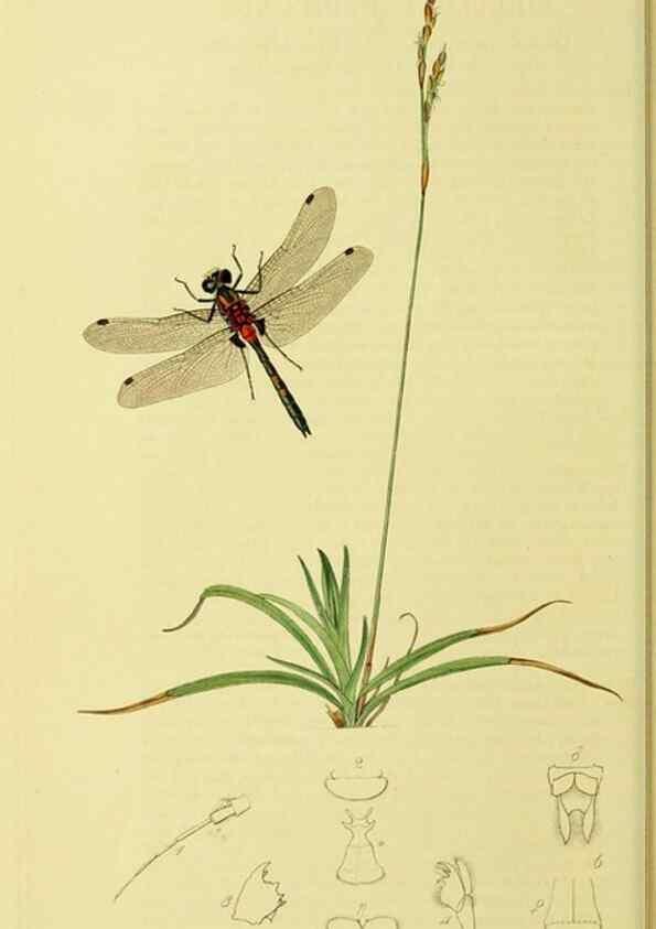 Reproducción/Reproduction 35565247693: British entomology :. London,Printed for the author,1823-1840 [i.e. 1840].