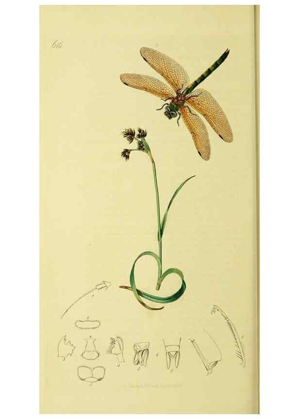 Reproducción/Reproduction 35565249763: British entomology :. London,Printed for the author,1823-1840 [i.e. 1840].