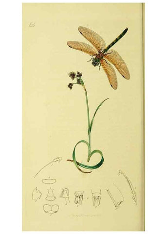 Reproducción/Reproduction 35565249763: British entomology :. London,Printed for the author,1823-1840 [i.e. 1840].