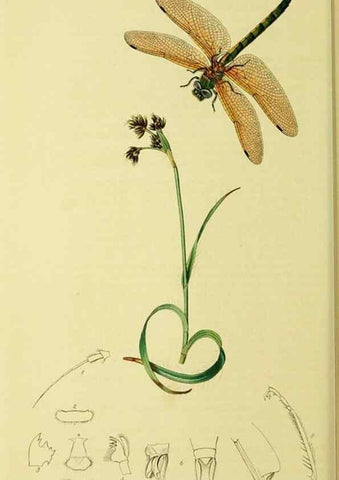 Reproducción/Reproduction 35565249763: British entomology :. London,Printed for the author,1823-1840 [i.e. 1840].