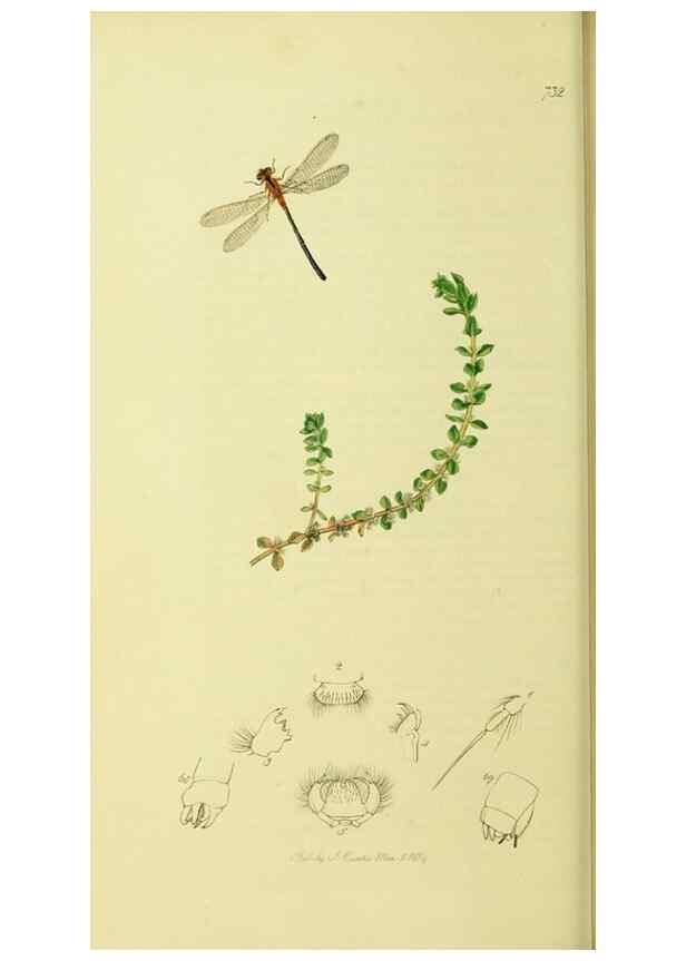 Reproducción/Reproduction 35565251683: British entomology :. London,Printed for the author,1823-1840 [i.e. 1840].