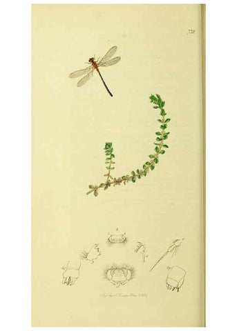 Reproducción/Reproduction 35565251683: British entomology :. London,Printed for the author,1823-1840 [i.e. 1840].