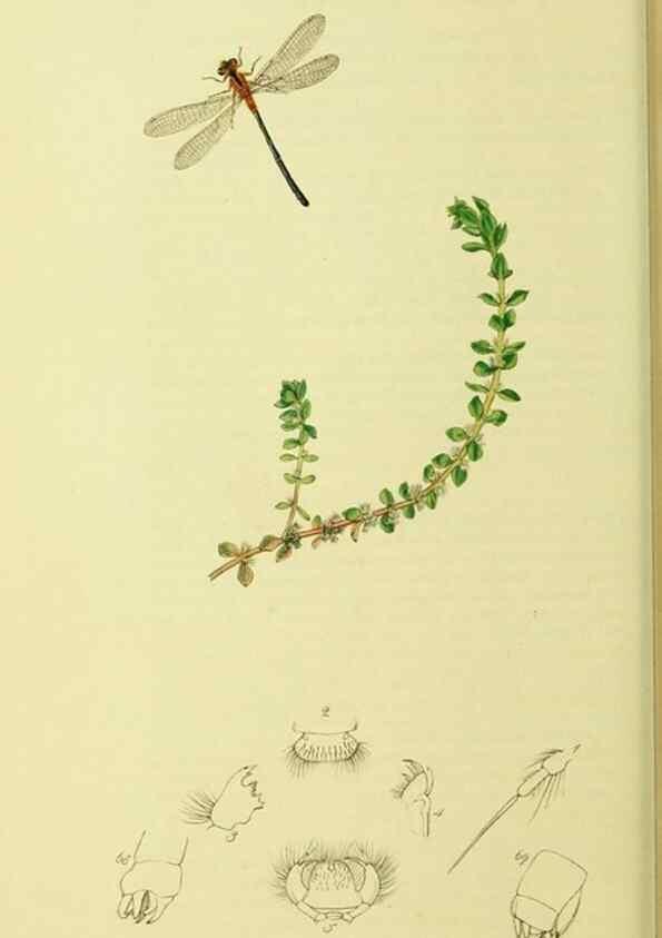 Reproducción/Reproduction 35565251683: British entomology :. London,Printed for the author,1823-1840 [i.e. 1840].
