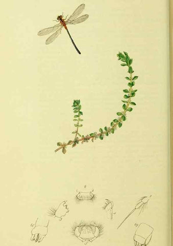 Reproducción/Reproduction 35565251683: British entomology :. London,Printed for the author,1823-1840 [i.e. 1840].