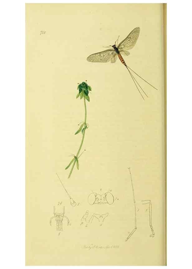 Reproducción/Reproduction 35565253713: British entomology :. London,Printed for the author,1823-1840 [i.e. 1840].