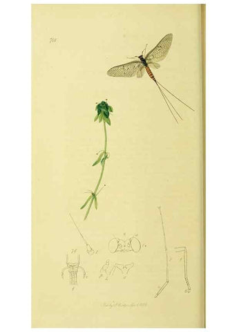 Reproducción/Reproduction 35565253713: British entomology :. London,Printed for the author,1823-1840 [i.e. 1840].