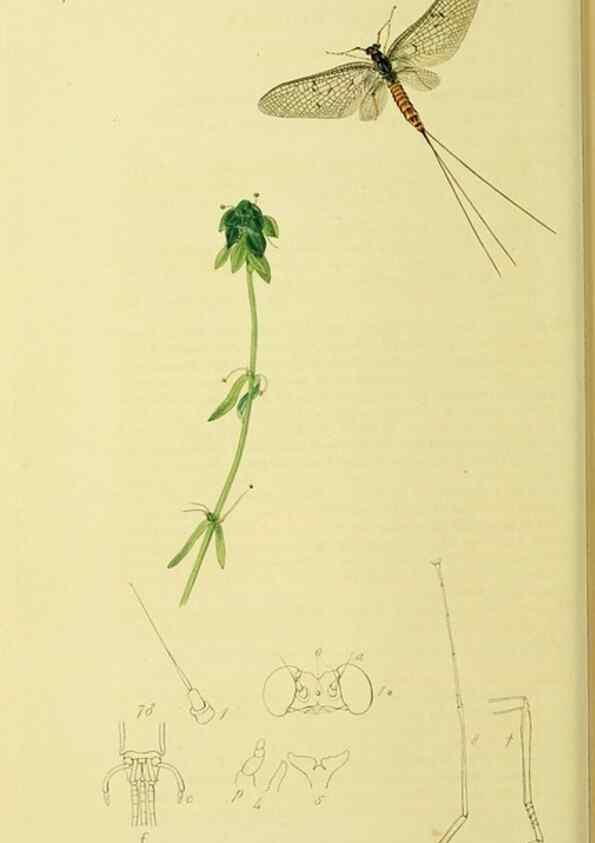 Reproducción/Reproduction 35565253713: British entomology :. London,Printed for the author,1823-1840 [i.e. 1840].