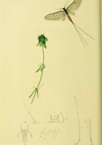 Reproducción/Reproduction 35565253713: British entomology :. London,Printed for the author,1823-1840 [i.e. 1840].