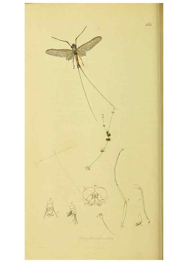 Reproducción/Reproduction 35565255923: British entomology :. London,Printed for the author,1823-1840 [i.e. 1840].