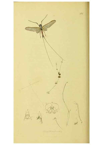 Reproducción/Reproduction 35565255923: British entomology :. London,Printed for the author,1823-1840 [i.e. 1840].