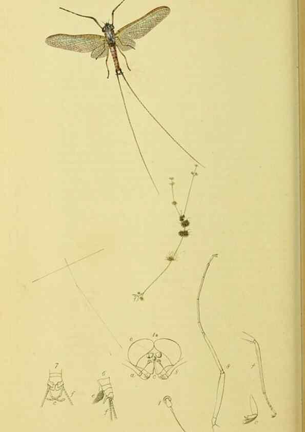 Reproducción/Reproduction 35565255923: British entomology :. London,Printed for the author,1823-1840 [i.e. 1840].