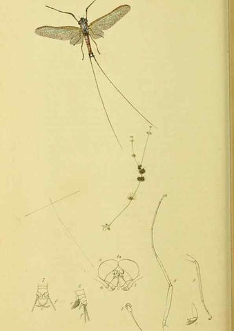 Reproducción/Reproduction 35565255923: British entomology :. London,Printed for the author,1823-1840 [i.e. 1840].