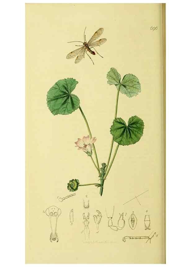 Reproducción/Reproduction 35976725630: British entomology :. London,Printed for the author,1823-1840 [i.e. 1840].