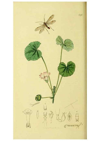 Reproducción/Reproduction 35976725630: British entomology :. London,Printed for the author,1823-1840 [i.e. 1840].