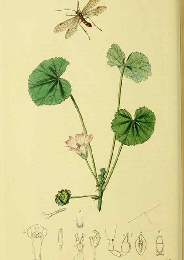 Reproducción/Reproduction 35976725630: British entomology :. London,Printed for the author,1823-1840 [i.e. 1840].
