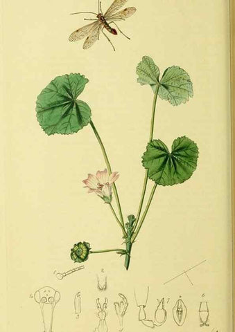 Reproducción/Reproduction 35976725630: British entomology :. London,Printed for the author,1823-1840 [i.e. 1840].