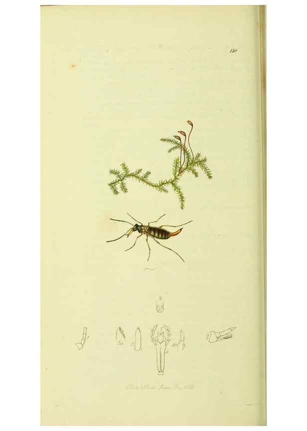 Reproducción/Reproduction 35976727550: British entomology :. London,Printed for the author,1823-1840 [i.e. 1840].