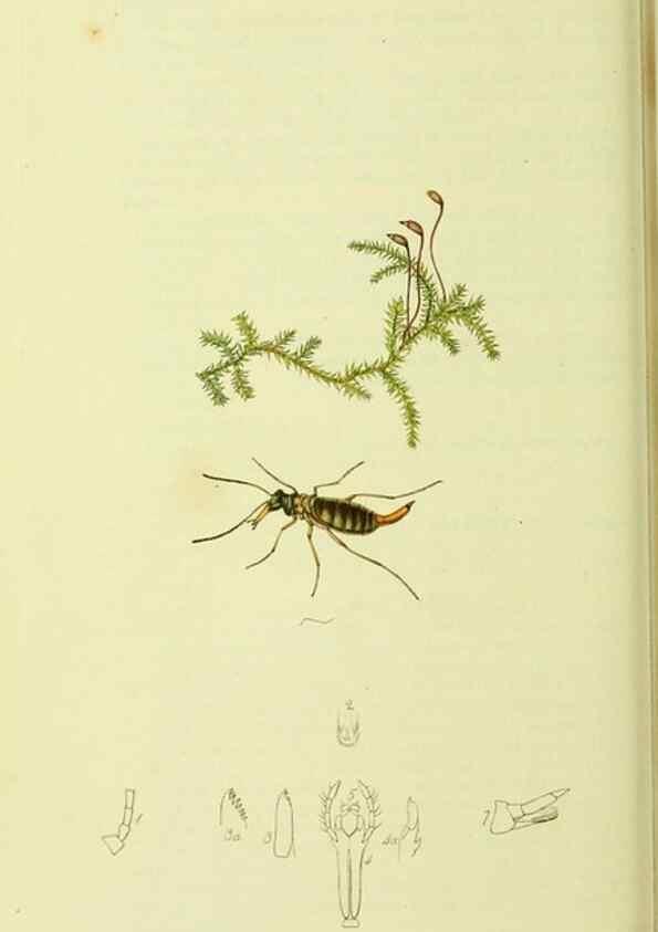 Reproducción/Reproduction 35976727550: British entomology :. London,Printed for the author,1823-1840 [i.e. 1840].