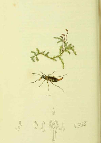 Reproducción/Reproduction 35976727550: British entomology :. London,Printed for the author,1823-1840 [i.e. 1840].