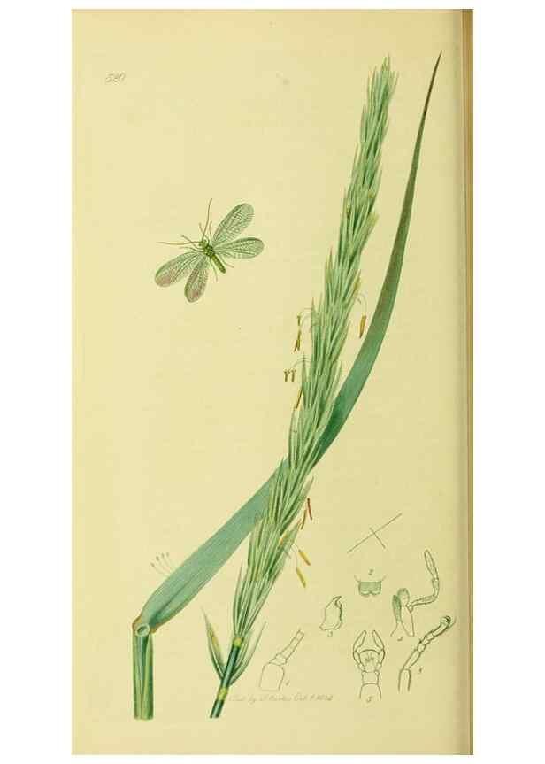 Reproducción/Reproduction 35976730090: British entomology :. London,Printed for the author,1823-1840 [i.e. 1840].