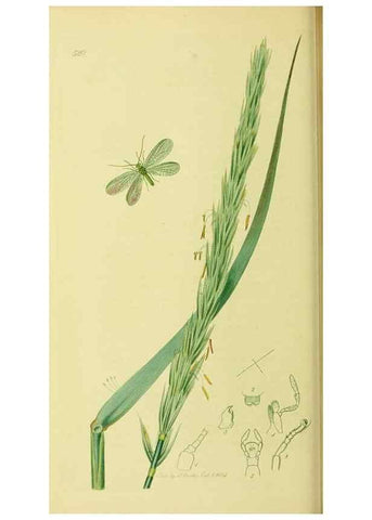 Reproducción/Reproduction 35976730090: British entomology :. London,Printed for the author,1823-1840 [i.e. 1840].