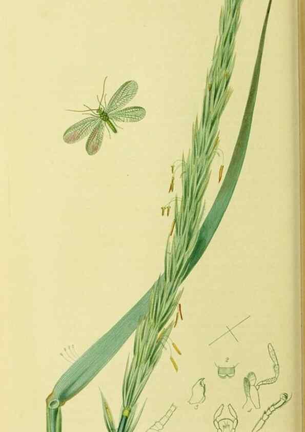 Reproducción/Reproduction 35976730090: British entomology :. London,Printed for the author,1823-1840 [i.e. 1840].