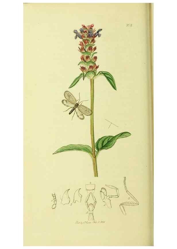 Reproducción/Reproduction 35976732650: British entomology :. London,Printed for the author,1823-1840 [i.e. 1840].