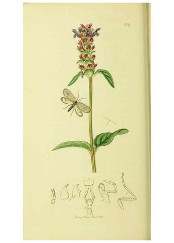 Reproducción/Reproduction 35976732650: British entomology :. London,Printed for the author,1823-1840 [i.e. 1840].