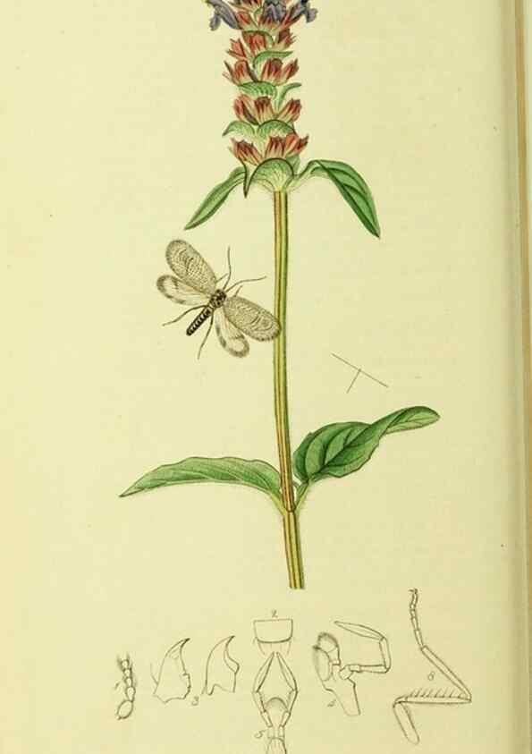 Reproducción/Reproduction 35976732650: British entomology :. London,Printed for the author,1823-1840 [i.e. 1840].