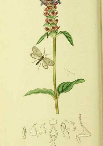 Reproducción/Reproduction 35976732650: British entomology :. London,Printed for the author,1823-1840 [i.e. 1840].