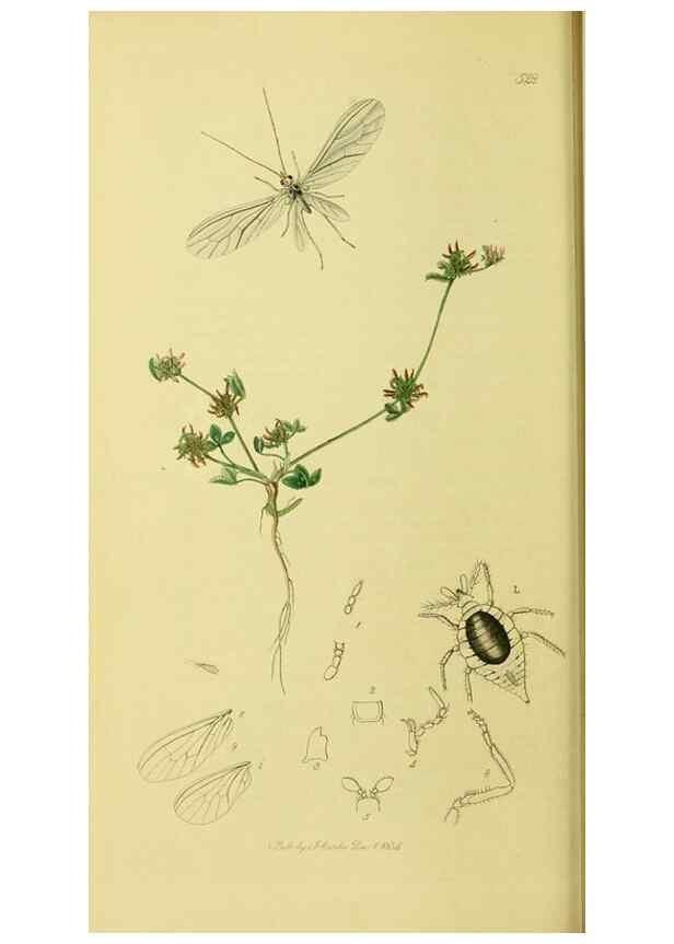 Reproducción/Reproduction 36236871661: British entomology :. London,Printed for the author,1823-1840 [i.e. 1840].