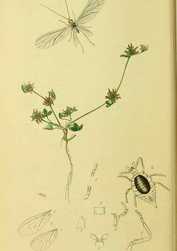 Reproducción/Reproduction 36236871661: British entomology :. London,Printed for the author,1823-1840 [i.e. 1840].