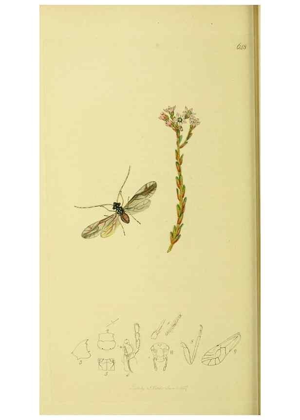 Reproducción/Reproduction 36236873811: British entomology :. London,Printed for the author,1823-1840 [i.e. 1840].