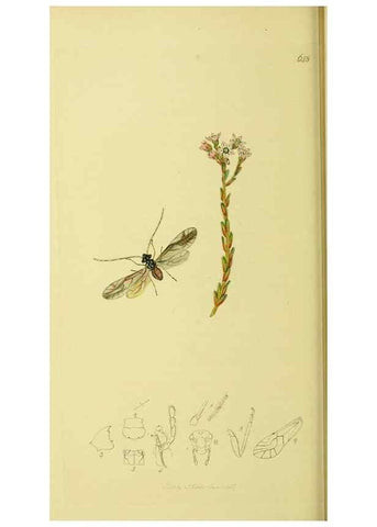 Reproducción/Reproduction 36236873811: British entomology :. London,Printed for the author,1823-1840 [i.e. 1840].