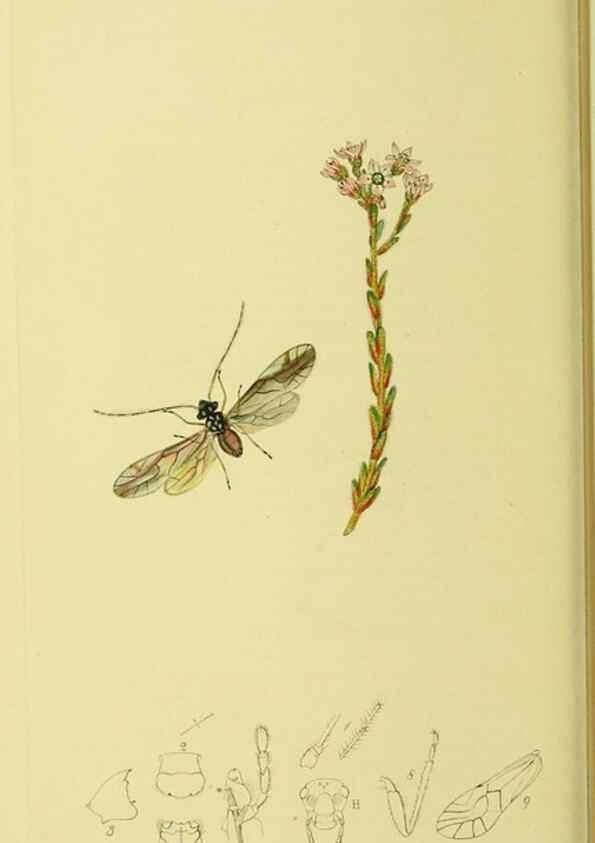 Reproducción/Reproduction 36236873811: British entomology :. London,Printed for the author,1823-1840 [i.e. 1840].