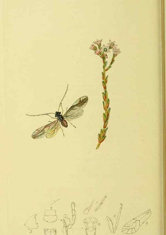 Reproducción/Reproduction 36236873811: British entomology :. London,Printed for the author,1823-1840 [i.e. 1840].