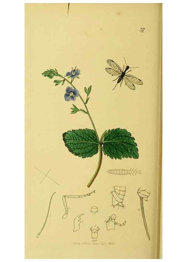 Reproducción/Reproduction 35537748534: British entomology :. London,Printed for the author,1823-1840 [i.e. 1840].