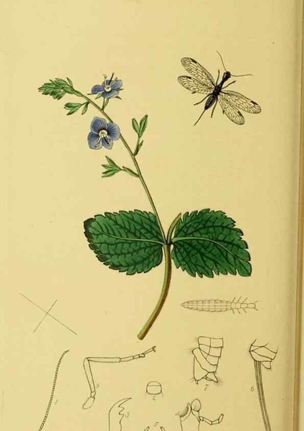 Reproducción/Reproduction 35537748534: British entomology :. London,Printed for the author,1823-1840 [i.e. 1840].