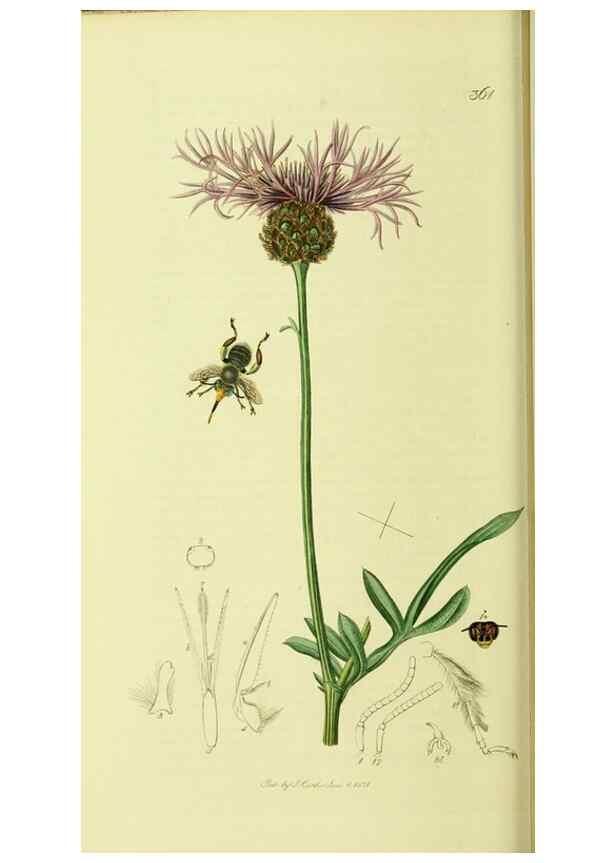 Reproducción/Reproduction 36205228642: British entomology :. London,Printed for the author,1823-1840 [i.e. 1840].