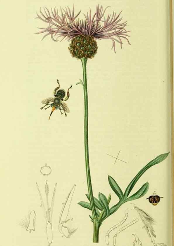 Reproducción/Reproduction 36205228642: British entomology :. London,Printed for the author,1823-1840 [i.e. 1840].