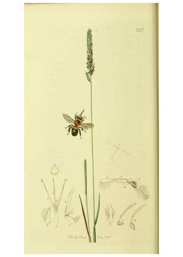 Reproducción/Reproduction 36373465985: British entomology :. London,Printed for the author,1823-1840 [i.e. 1840].