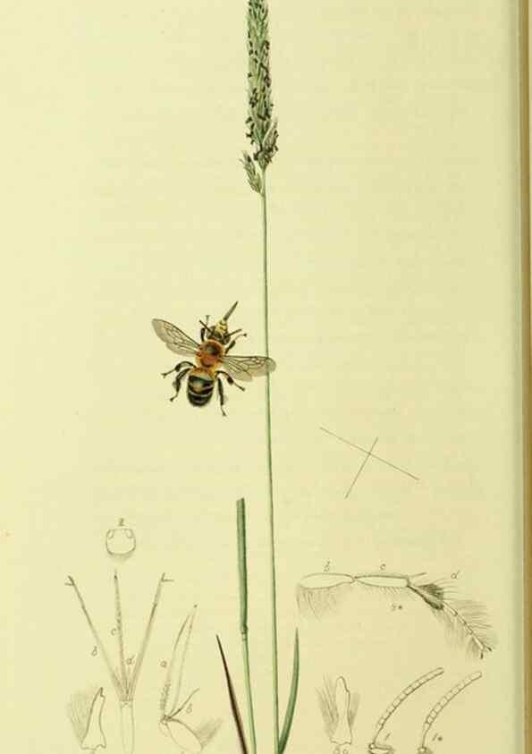 Reproducción/Reproduction 36373465985: British entomology :. London,Printed for the author,1823-1840 [i.e. 1840].