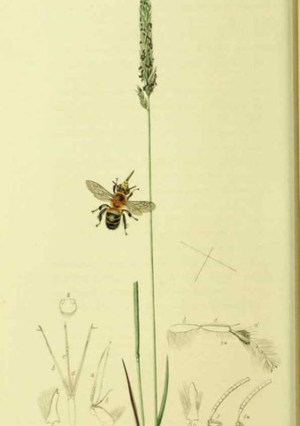 Reproducción/Reproduction 36373465985: British entomology :. London,Printed for the author,1823-1840 [i.e. 1840].