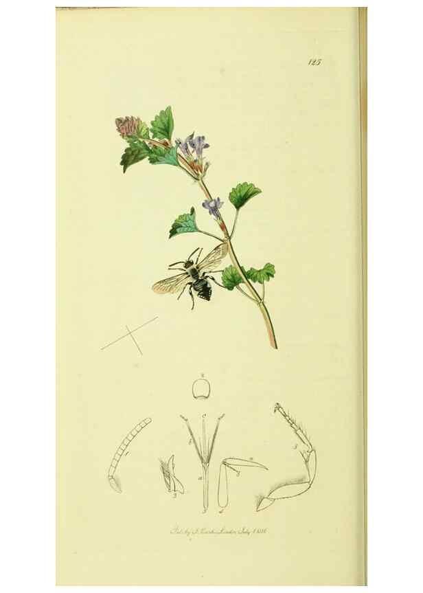 Reproducción/Reproduction 36205225652: British entomology :. London,Printed for the author,1823-1840 [i.e. 1840].