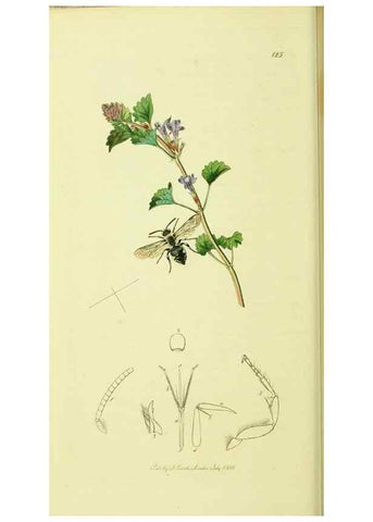 Reproducción/Reproduction 36205225652: British entomology :. London,Printed for the author,1823-1840 [i.e. 1840].