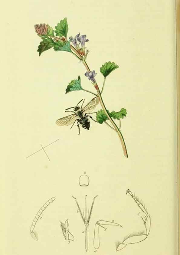 Reproducción/Reproduction 36205225652: British entomology :. London,Printed for the author,1823-1840 [i.e. 1840].