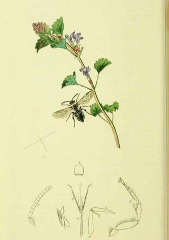 Reproducción/Reproduction 36205225652: British entomology :. London,Printed for the author,1823-1840 [i.e. 1840].